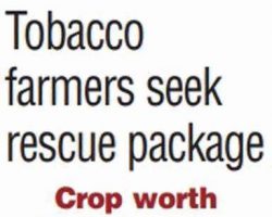 Tobacco farmers seeks rescue package [The Pioneer]_12052020