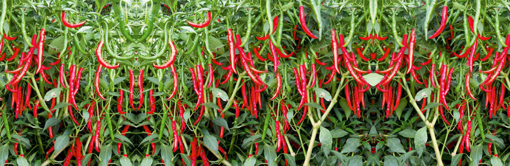 Chilli - Protect Our Livelihood
