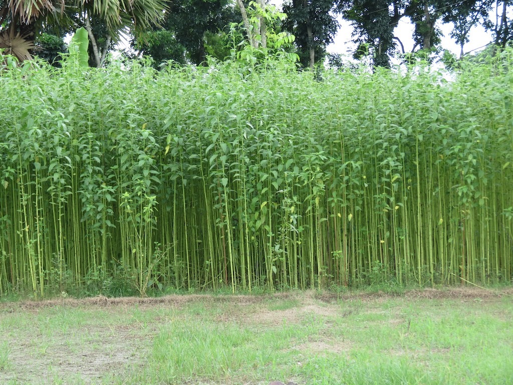Image - Jute