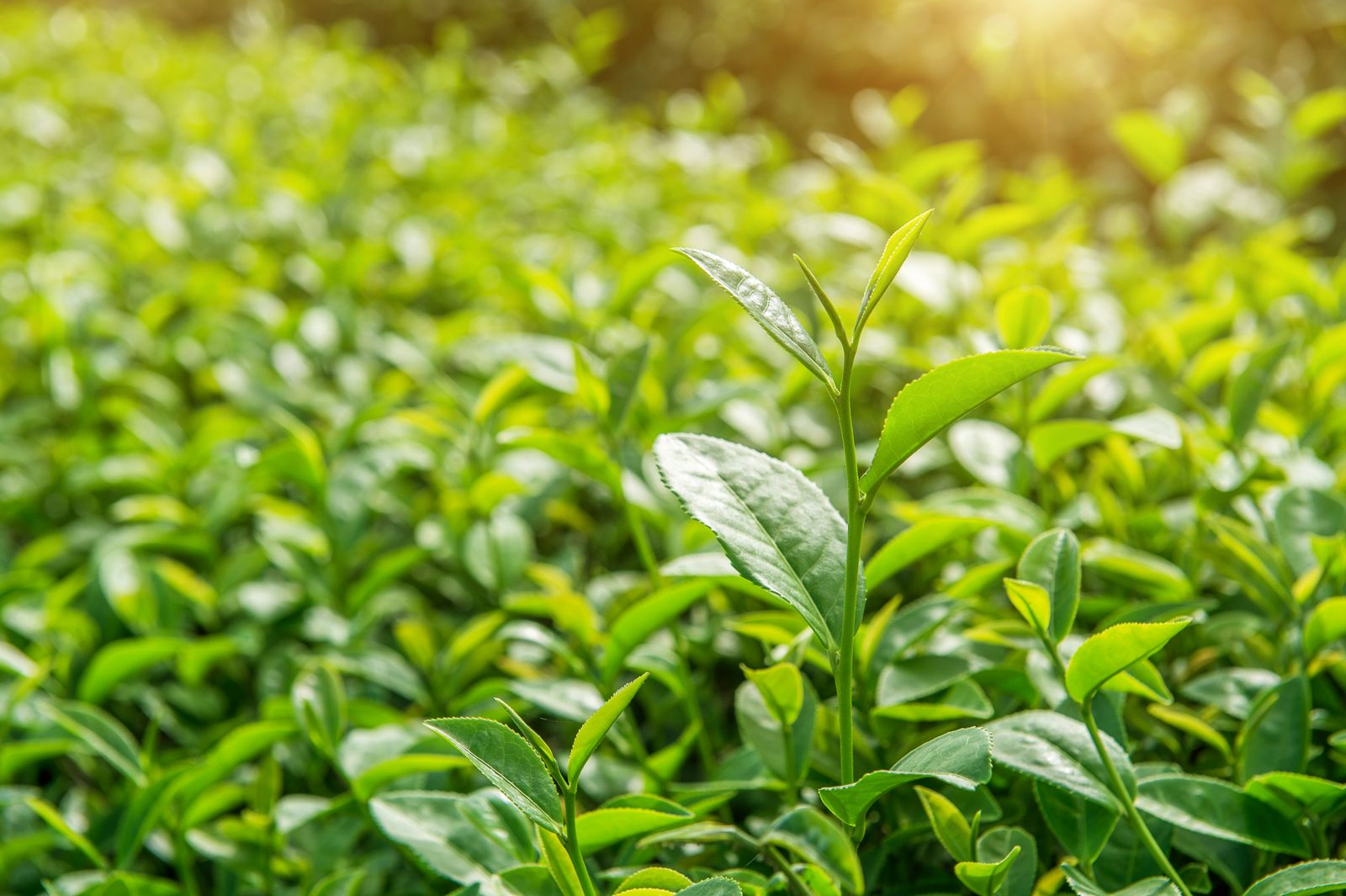 Image - Tea